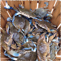 Crabs