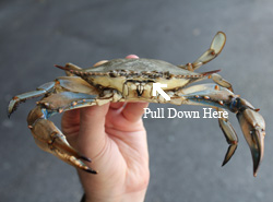 Blue Crab Front View