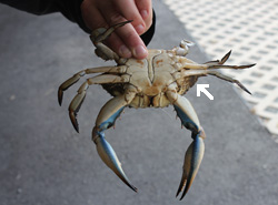 Bottom of Blue Crab